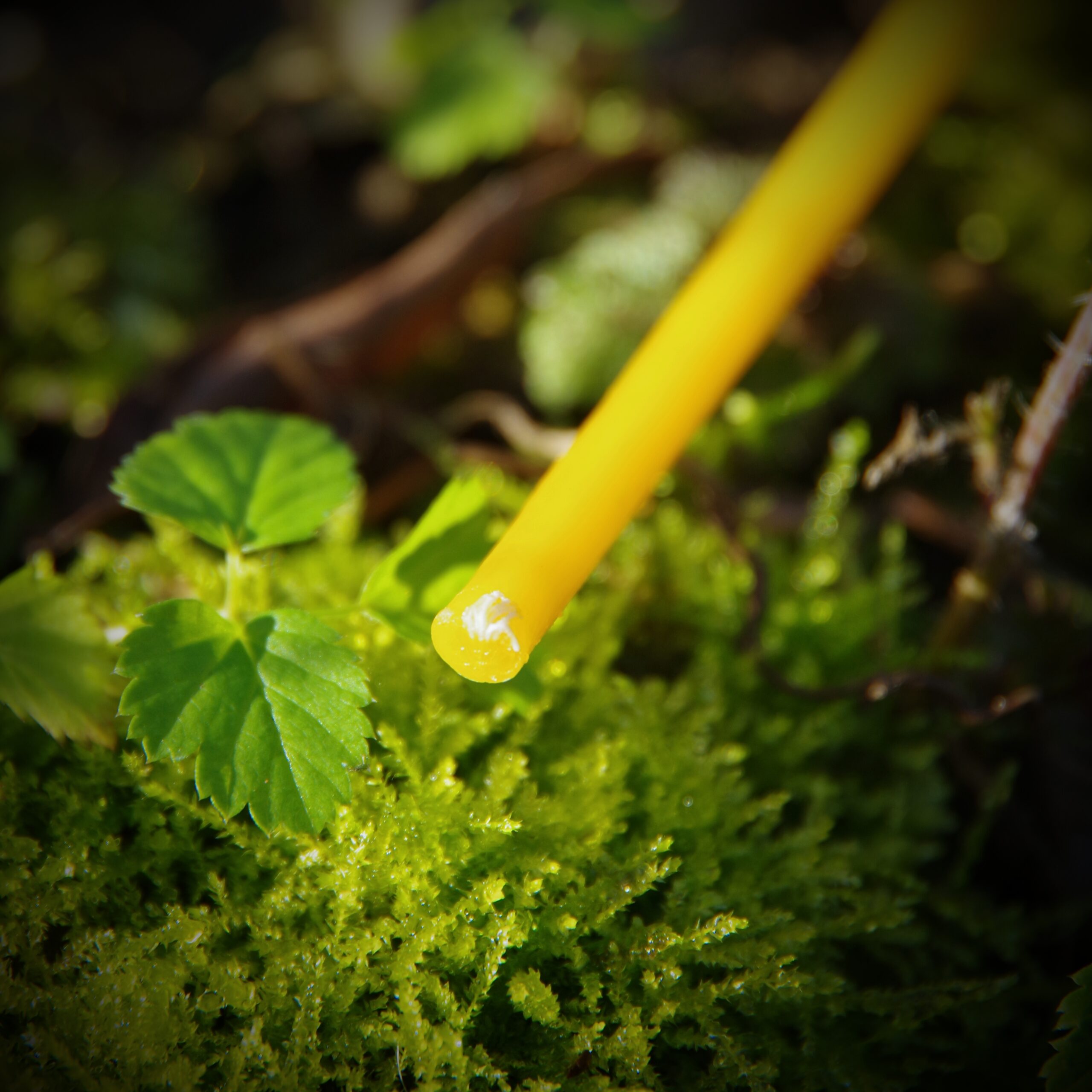 Świece rytualne z wosku pszczelego - obrazek 5