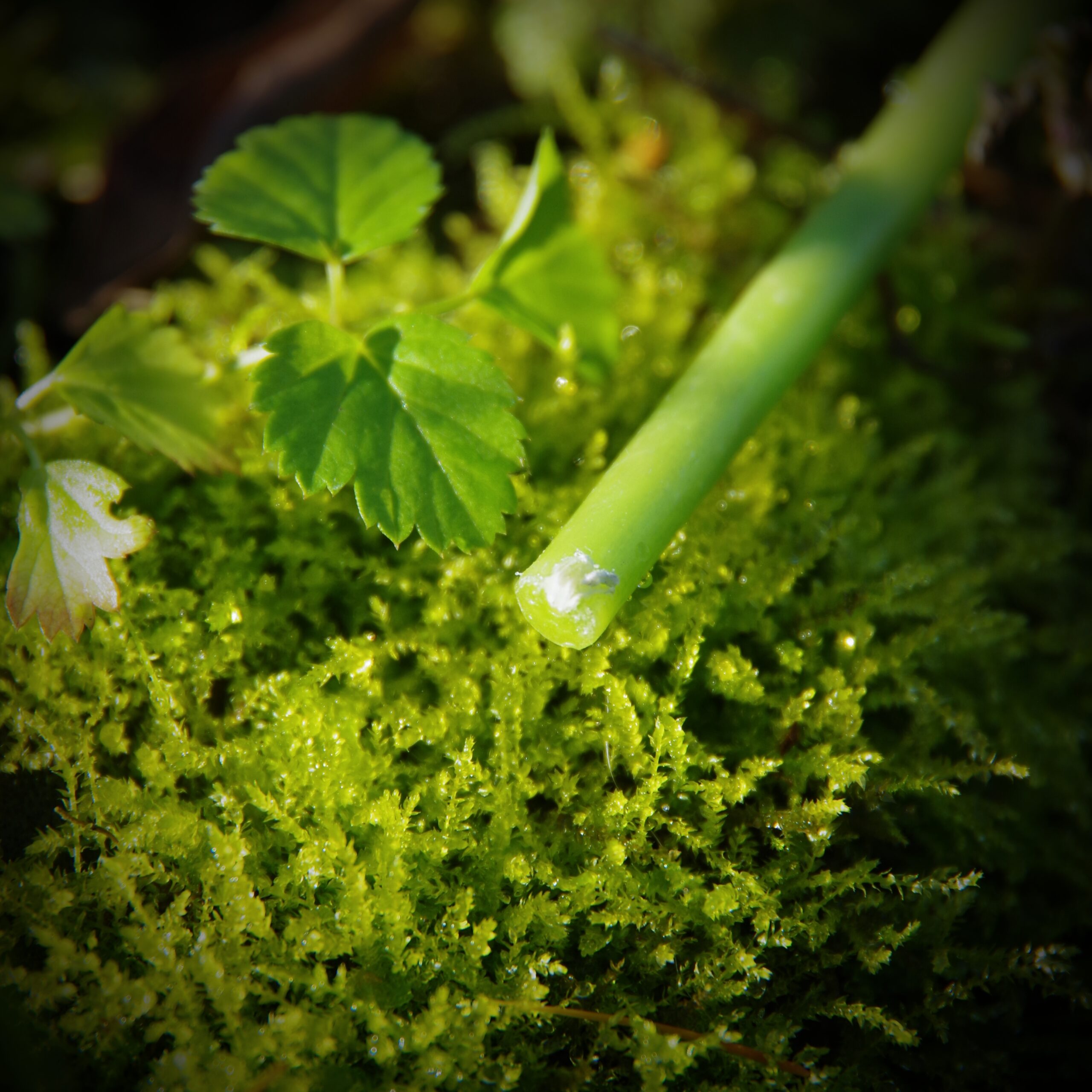 Świece rytualne z wosku pszczelego - obrazek 9