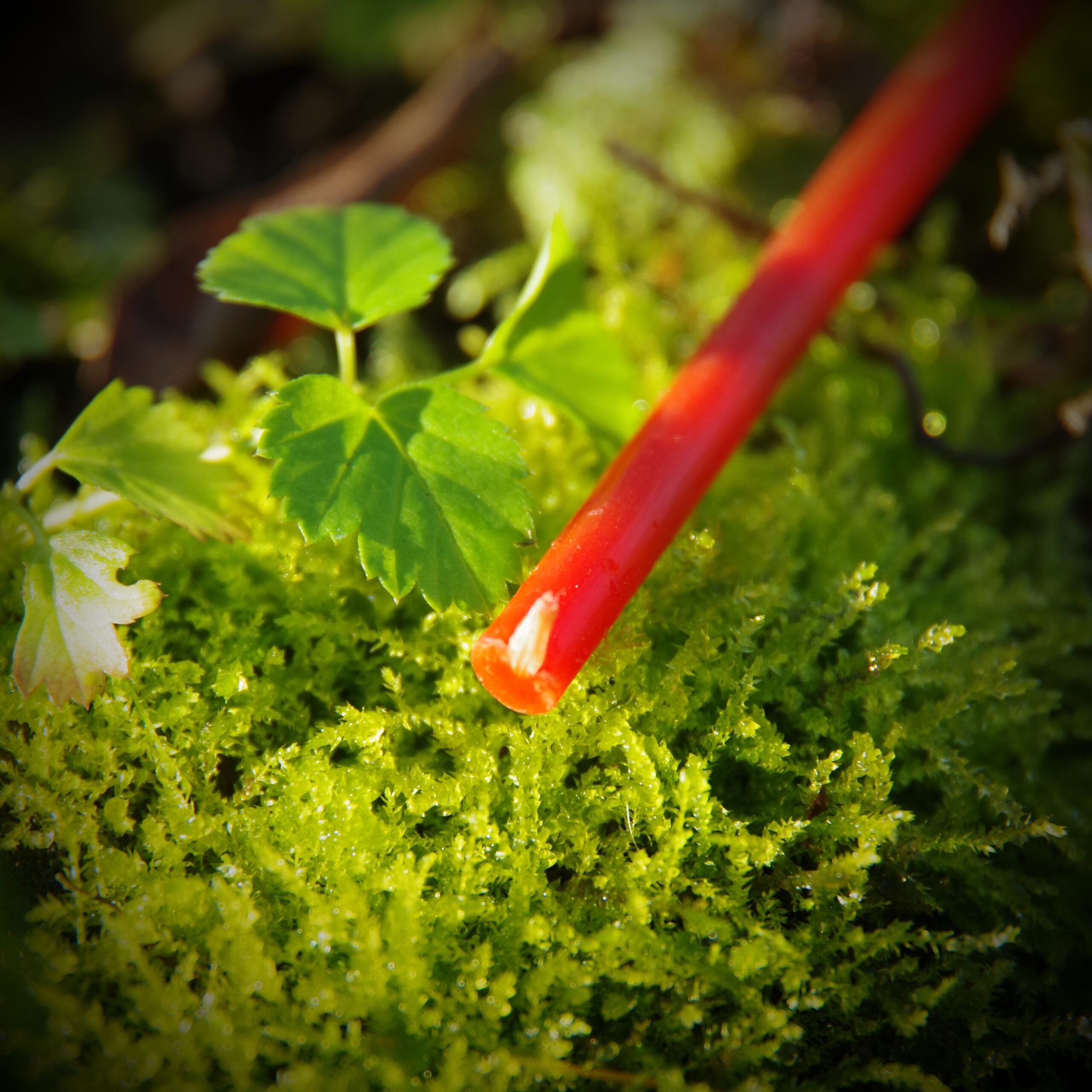Świece rytualne z wosku pszczelego - obrazek 10