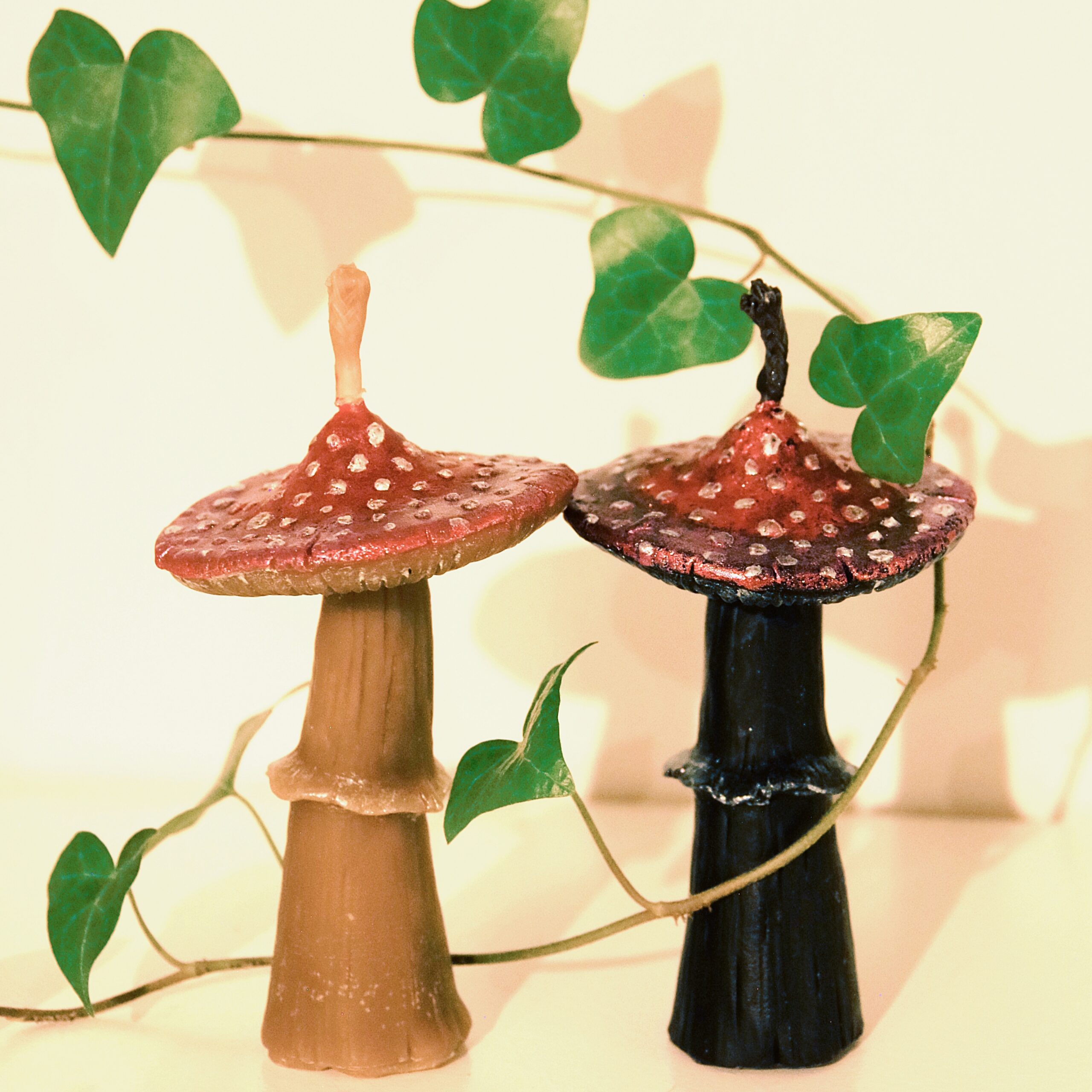 Muchomor Czarny – Ochrona przed Wampirami Energetycznymi - obrazek 2